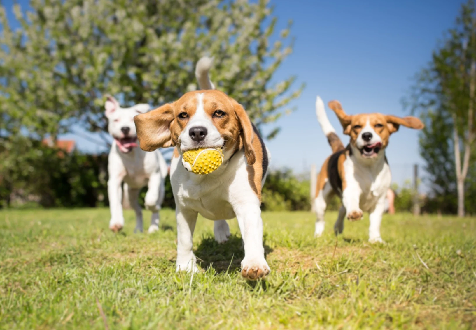 Dogs playing outdoors on grass with a ball Dogs playing outdoors on grass with a ball
