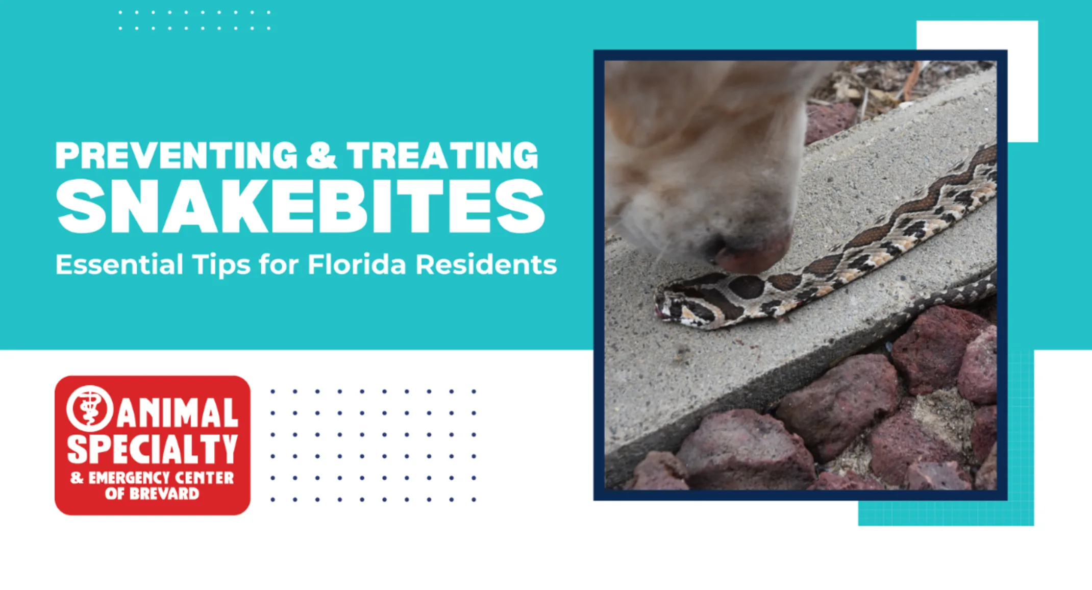 Animal Specialty & Emergency Center of Brevard - Preventing & Treating Snakebites in Pets: Essential Tips for Melbourne Residents Animal Specialty & Emergency Center of Brevard - Preventing & Treating Snakebites in Pets: Essential Tips for Melbourne Residents