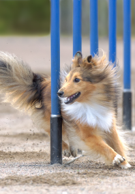 Dog Agility 