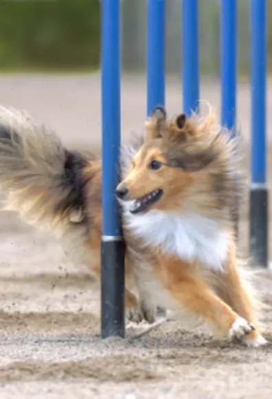 Dog Agility Dog Agility