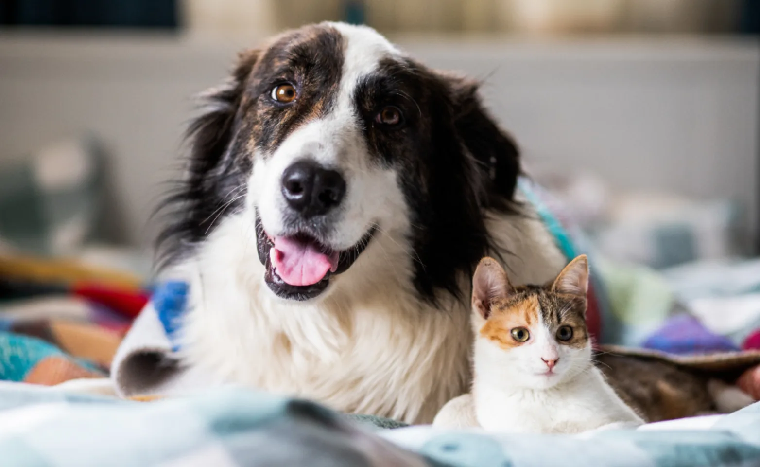 Dog & Cat Laying Together with Blankets Dog & Cat Laying Together with Blankets