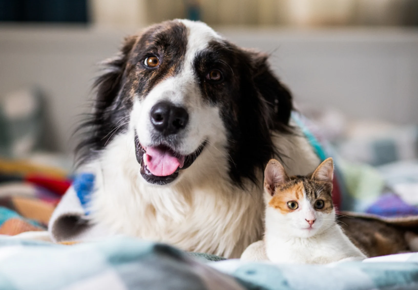 Dog & Cat Laying Together with Blankets Dog & Cat Laying Together with Blankets
