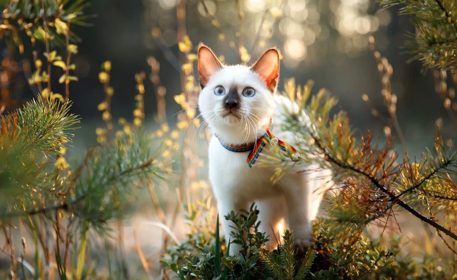 White cat surrounded by pine needles White cat surrounded by pine needles