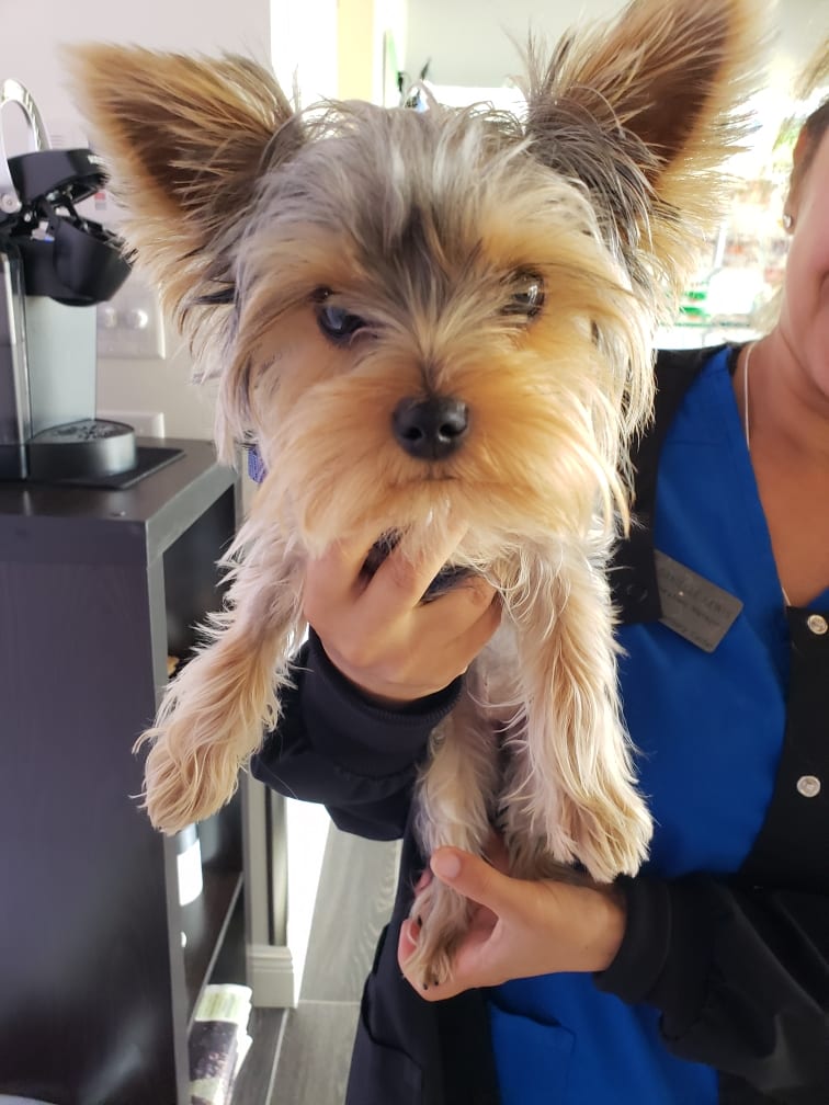 Yorkshire Terrier in Staff's Hands at The Animalife Veterinary Center at Eagle Creek