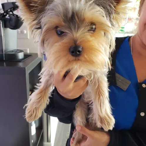 Yorkshire Terrier in Staff's Hands at The Animalife Veterinary Center at Eagle Creek