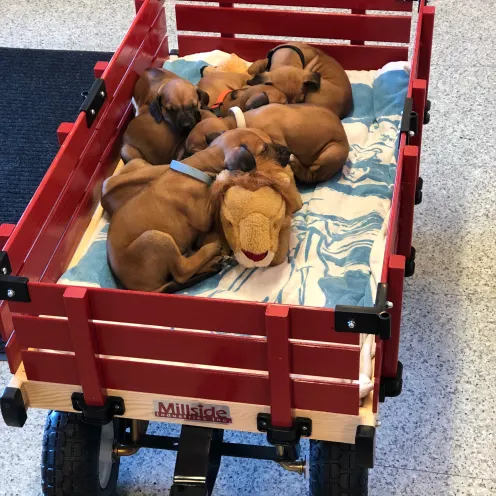 puppies in a wagon