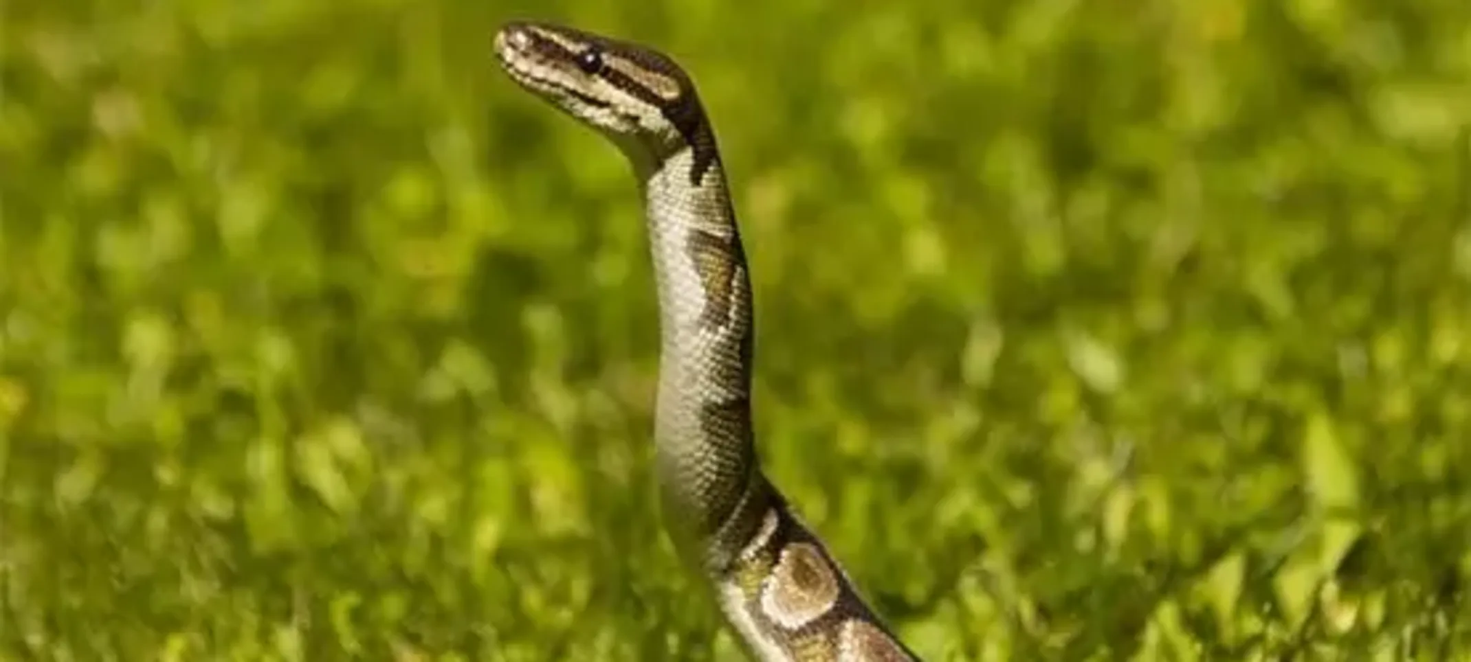 Mickey, Ball Python Mickey, Ball Python