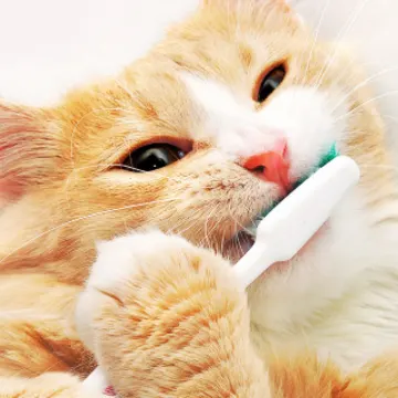 Cat Getting Teeth Brushed