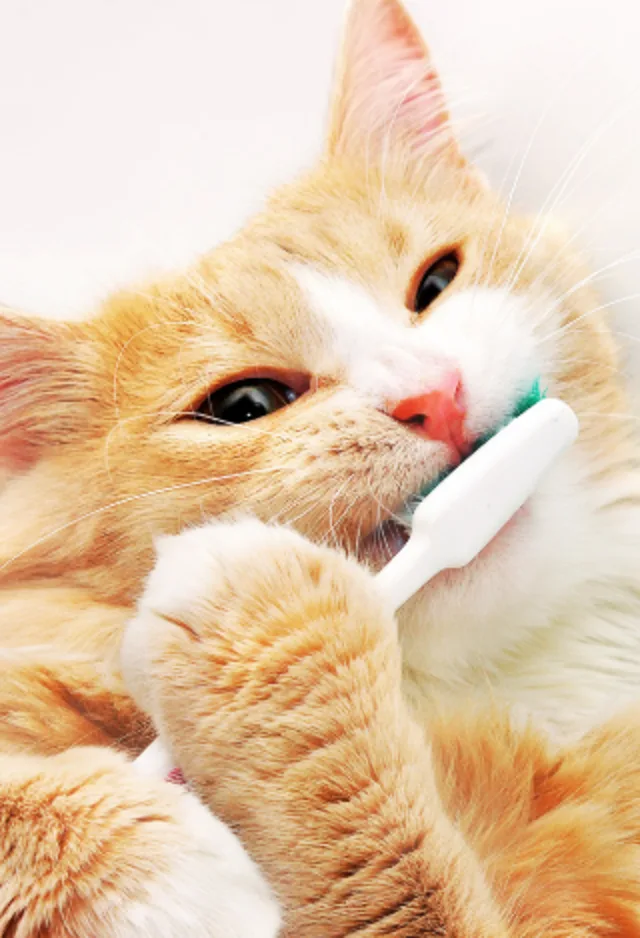 Cat Getting Teeth Brushed