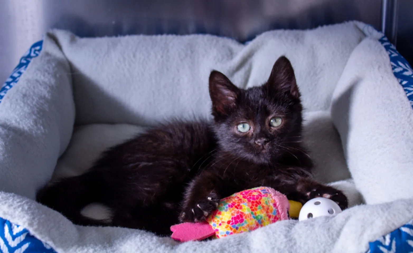 Black kitten in blue cat bed with cat toys Black kitten in blue cat bed with cat toys