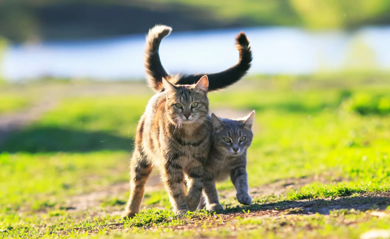 Two Gray Cats on a Grassy Field Two Gray Cats on a Grassy Field