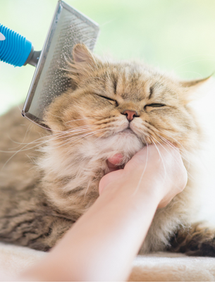 Brown Cat Getting Brushed