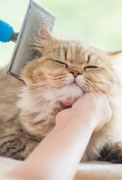 Brown Cat Getting Brushed Brown Cat Getting Brushed