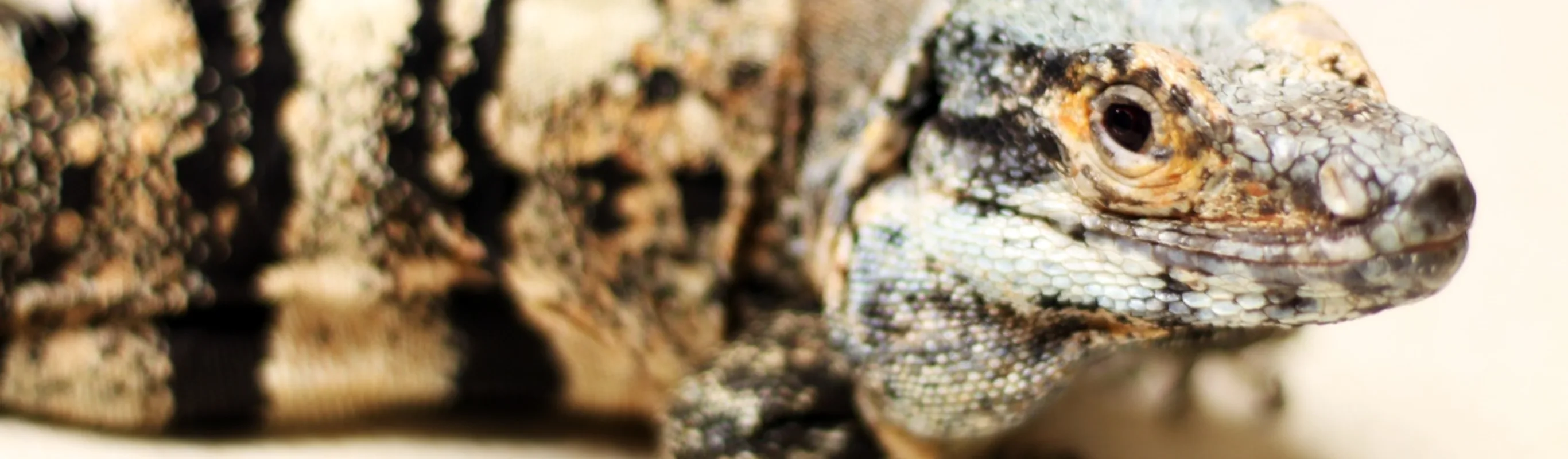 Portrait of iguana Portrait of iguana