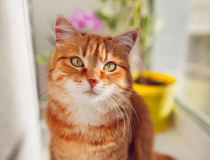 Orange Cat by Window Orange Cat by Window