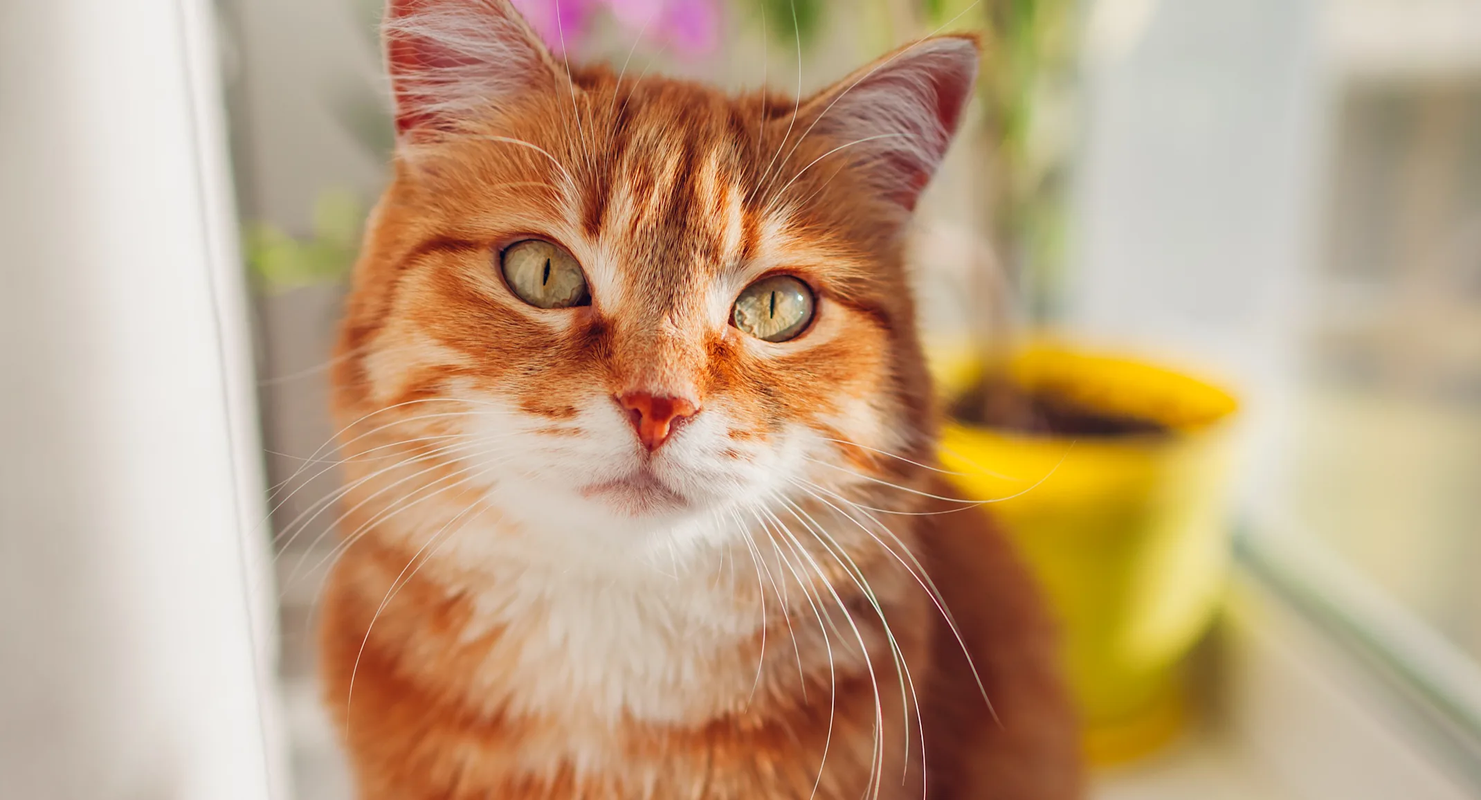 Orange Cat by Window Orange Cat by Window