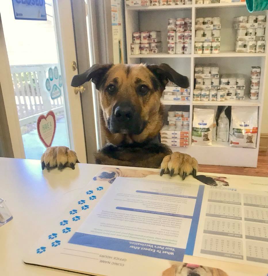 Dog Peaking Over Desk