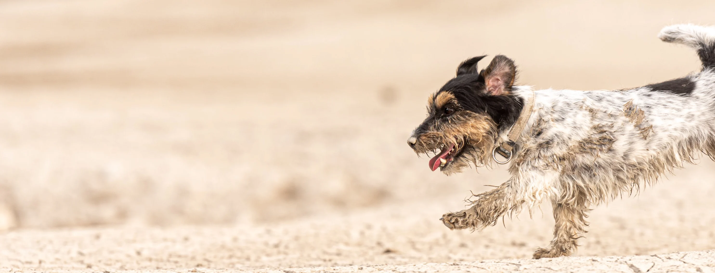 Dog running over sand
