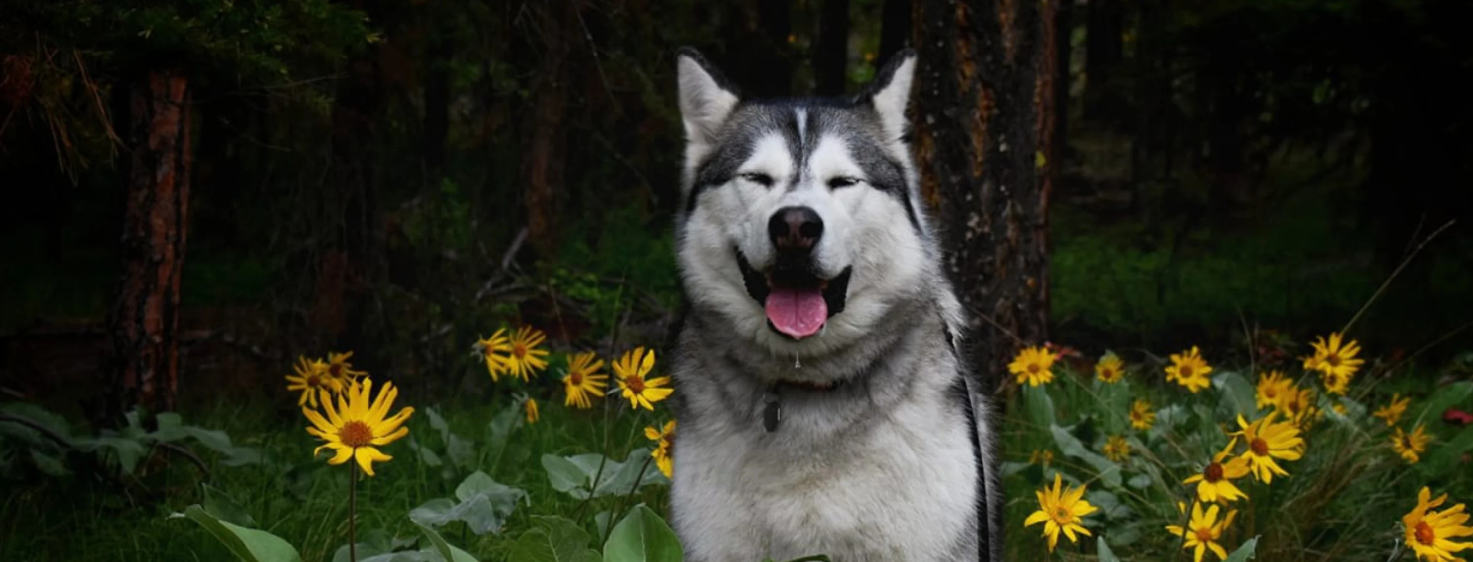 Dog sitting in a bed of flowers Dog sitting in a bed of flowers