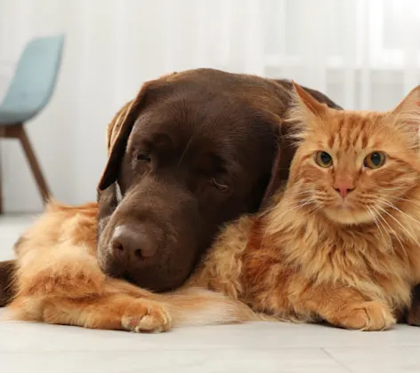 Brown Dog Laying with Orange Cat Brown Dog Laying with Orange Cat