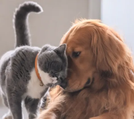 Dog and cat at home Dog and cat at home