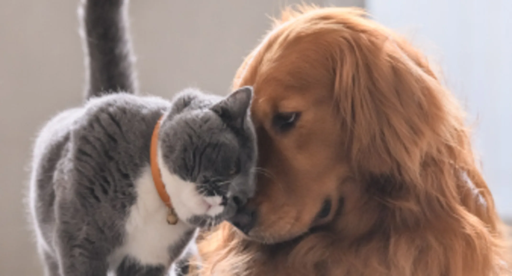 Dog and cat at home Dog and cat at home