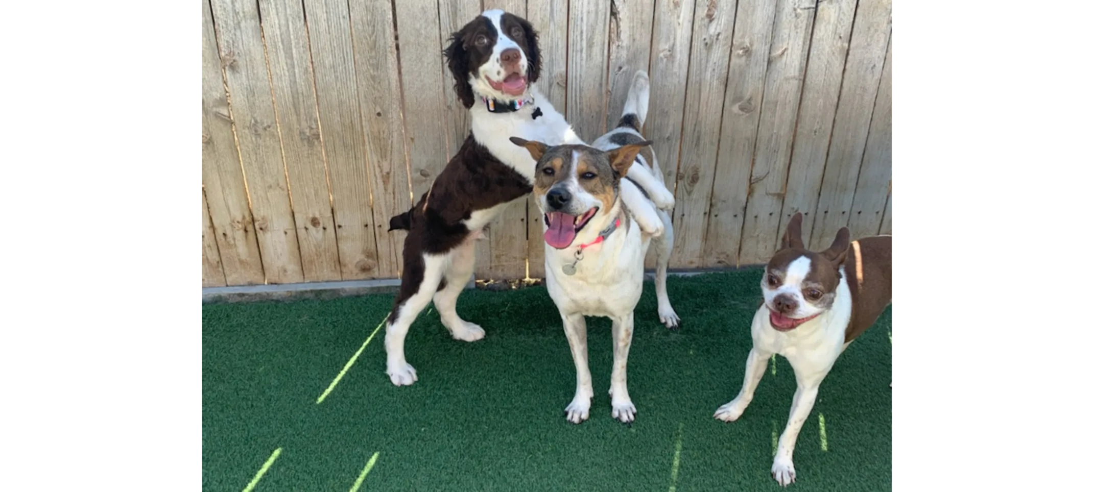 Three Dogs Standing Together on Grass Three Dogs Standing Together on Grass