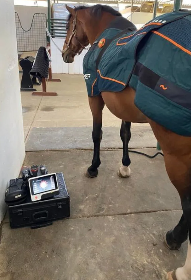 A Horse Standing Next to Laser Therapy Equipment at Bayhill Equine A Horse Standing Next to Laser Therapy Equipment at Bayhill Equine