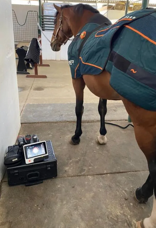 A Horse Standing Next to Laser Therapy Equipment at Bayhill Equine