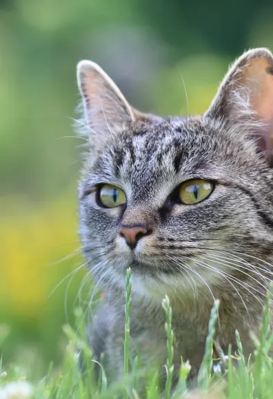 cat sitting in a field with flowers