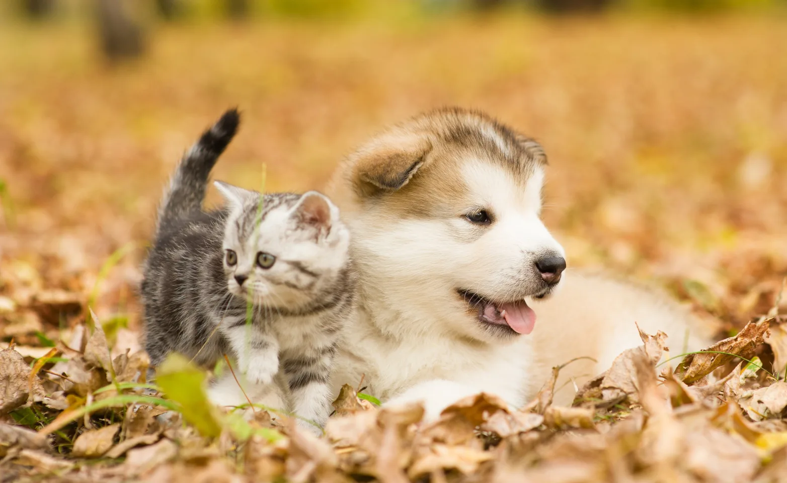 dog and cat laying in leaves