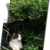 Cat sitting under the shade of a tree