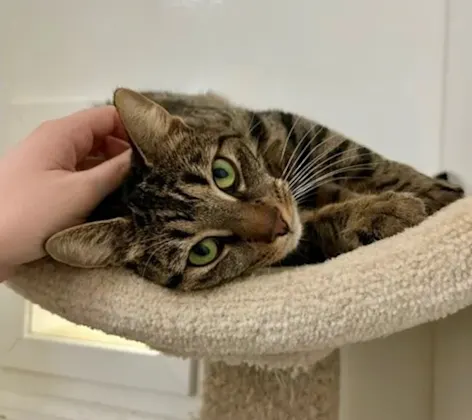 Cat in Condo Cat in Condo