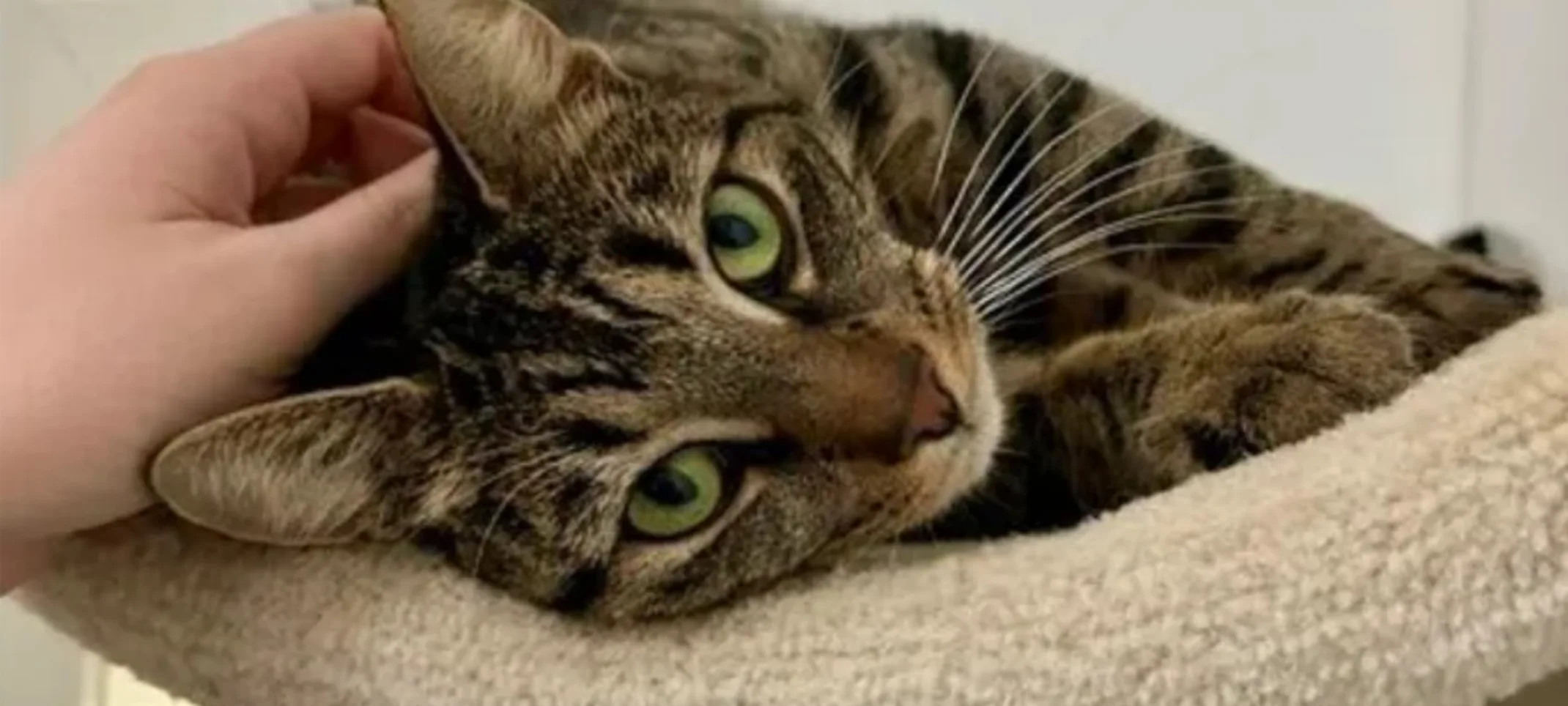 Cat in Condo Cat in Condo