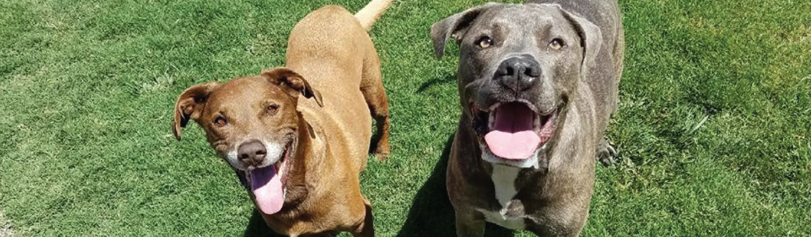 Two dogs sitting outside in grass with mouths open