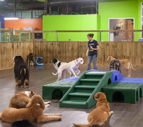 Dog playground at Doguroo
