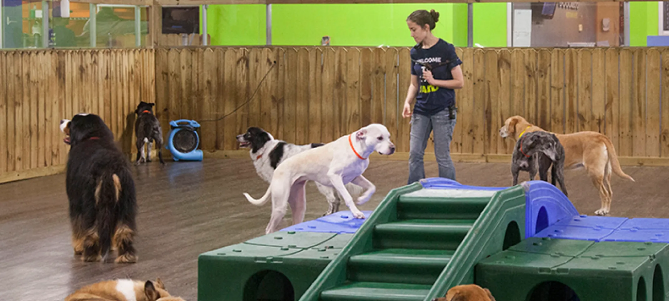 Dog playground at Doguroo