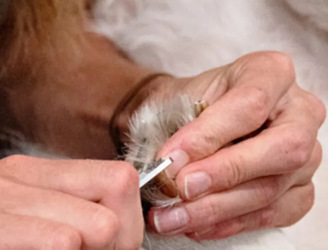 Close up of a technician trimming dog's nails Close up of a technician trimming dog's nails