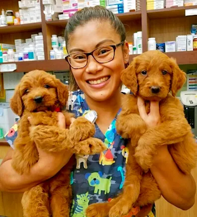 Chrissy's staff photo from Telegraph Canyon Animal Medical Center which she is posing with two golden retreiver puppies in each arm inside Chrissy's staff photo from Telegraph Canyon Animal Medical Center which she is posing with two golden retreiver puppies in each arm inside