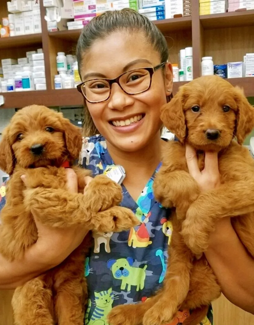 Chrissy's staff photo from Telegraph Canyon Animal Medical Center which she is posing with two golden retreiver puppies in each arm inside