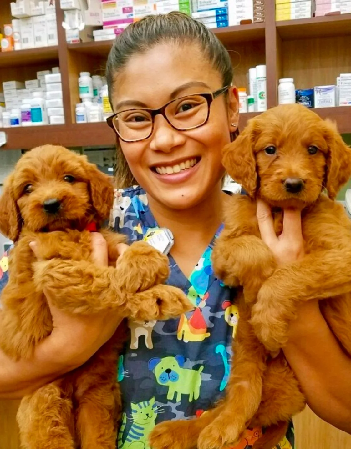 Chrissy's staff photo from Telegraph Canyon Animal Medical Center which she is posing with two golden retreiver puppies in each arm inside Chrissy's staff photo from Telegraph Canyon Animal Medical Center which she is posing with two golden retreiver puppies in each arm inside