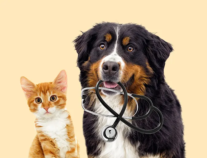 cat and dog with stethoscope