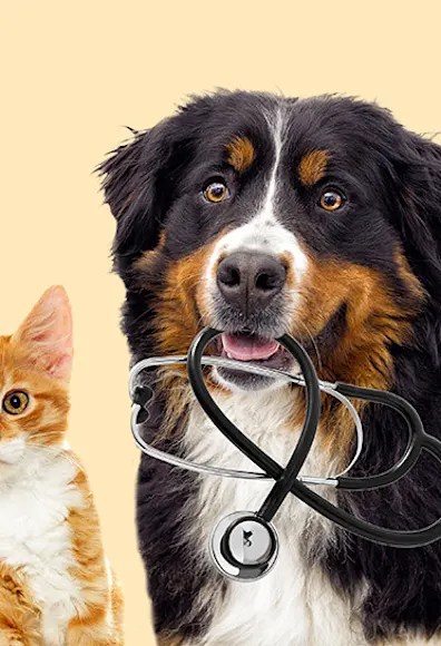 cat and dog with stethoscope cat and dog with stethoscope