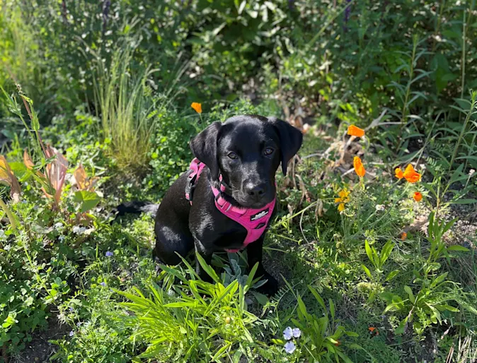 Charlie, a cute black puppy Charlie, a cute black puppy
