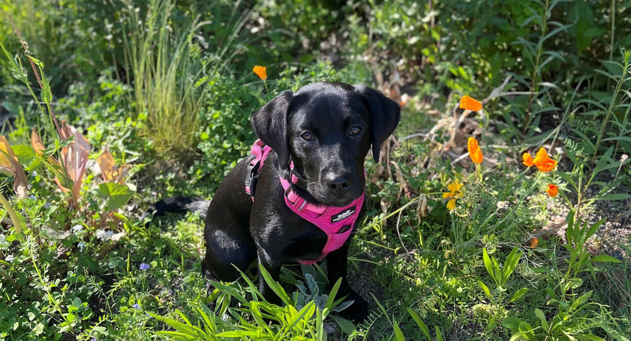 Charlie, a cute black puppy Charlie, a cute black puppy