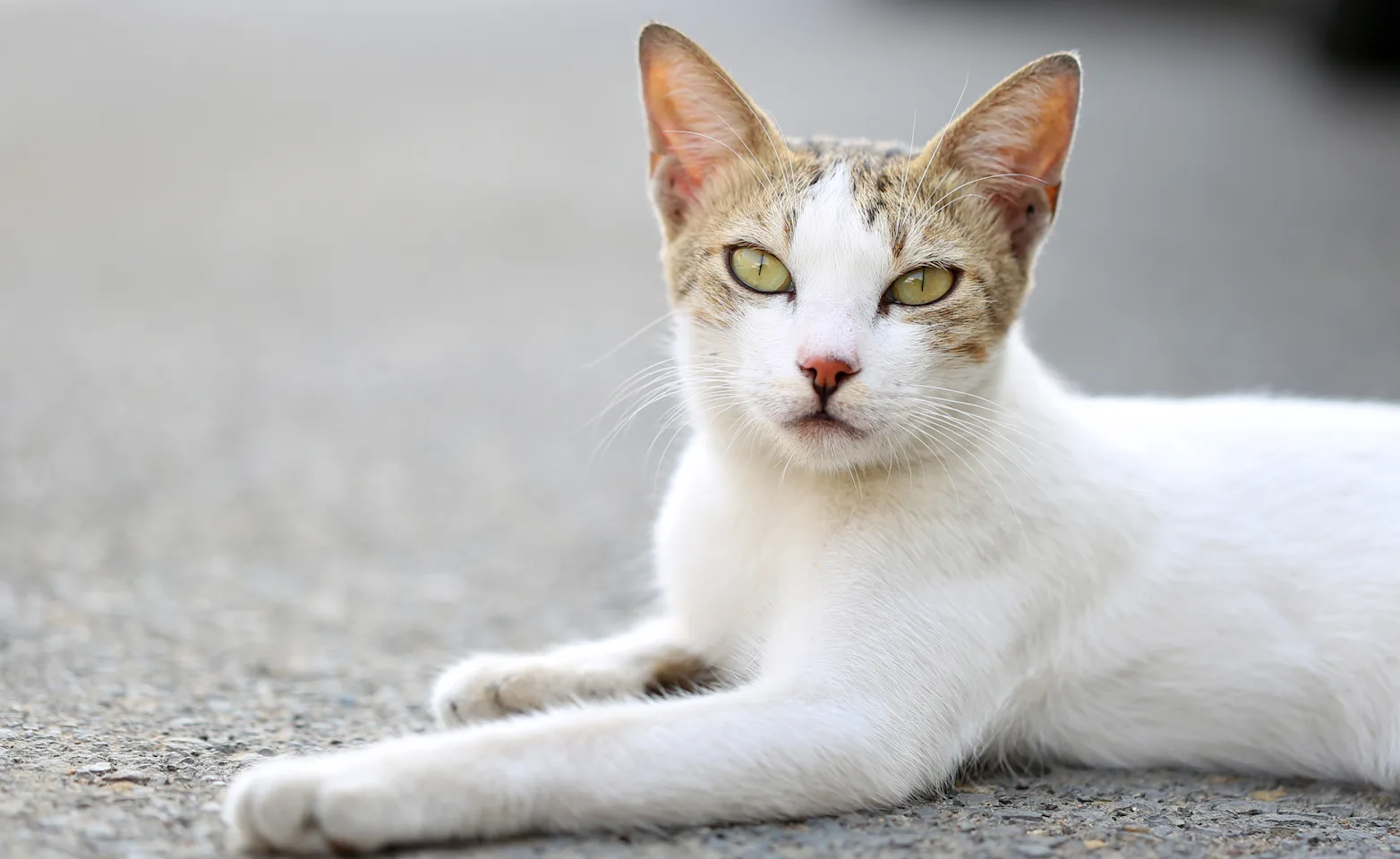 Cat laying on concrete