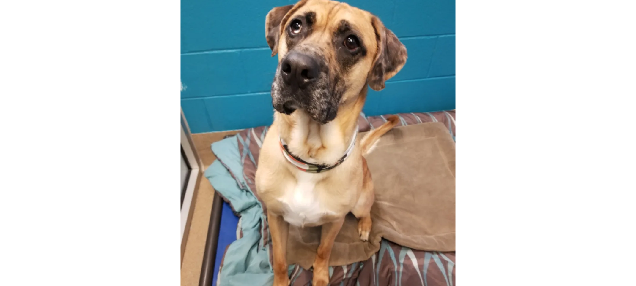 Brown Dog Sitting in a Single Lodge Brown Dog Sitting in a Single Lodge