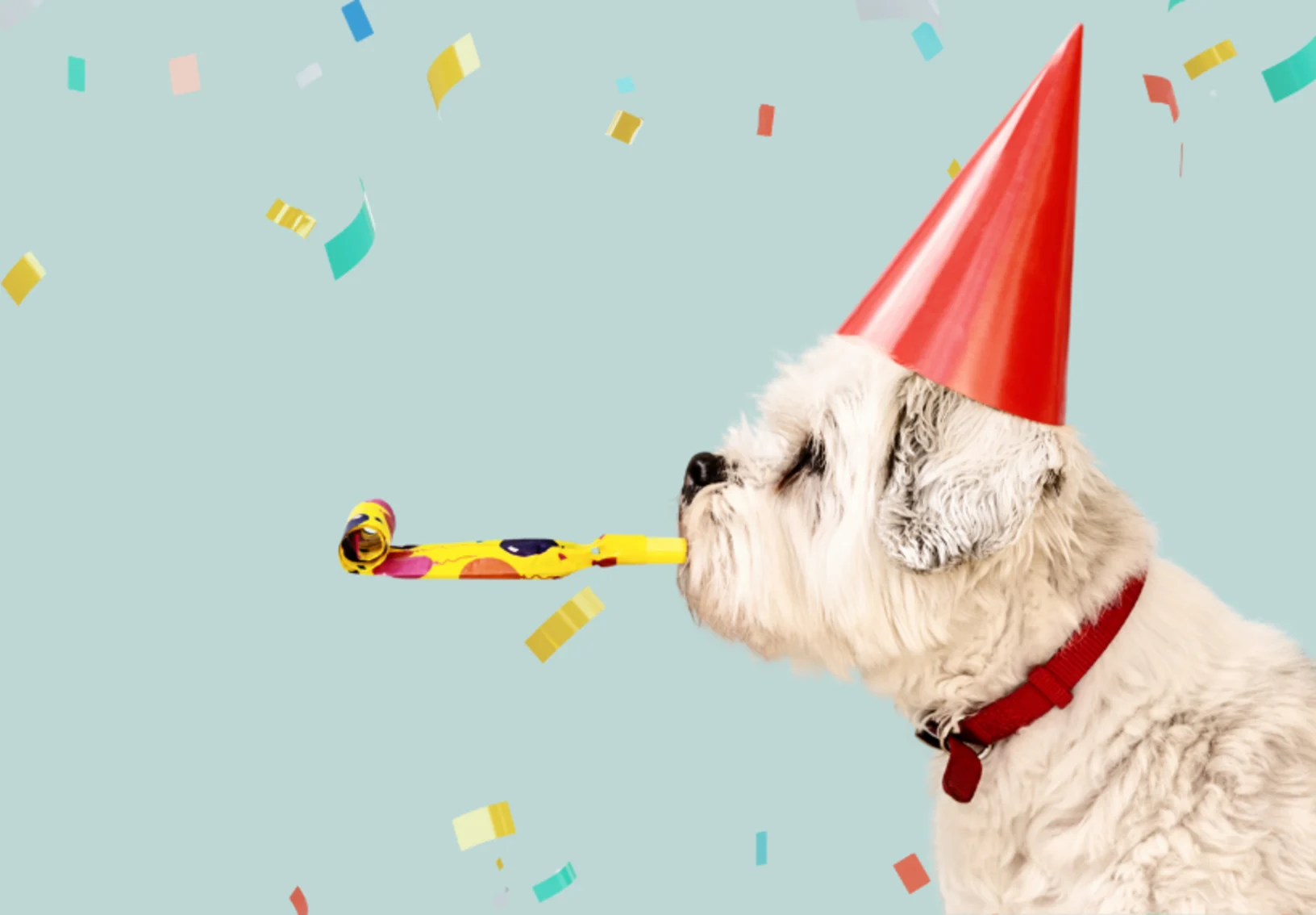 Dog Wearing Party Hat & Blowing Noisemaker Dog Wearing Party Hat & Blowing Noisemaker