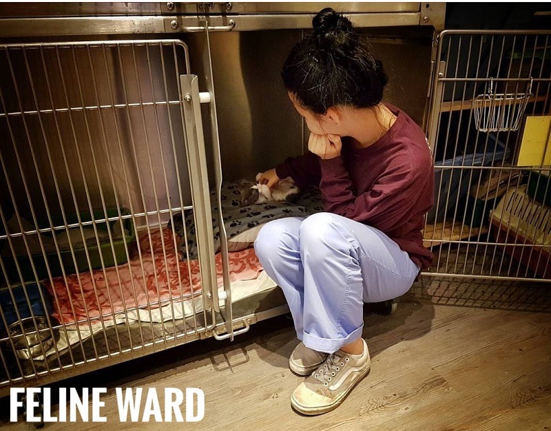 Feline Ward