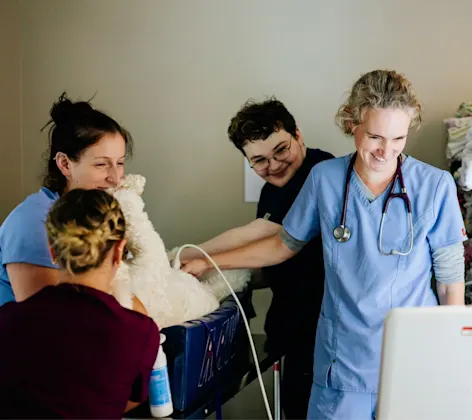 Staff performing diagnostic ultrasound on dog Staff performing diagnostic ultrasound on dog